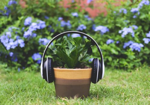 potted plant with headphones on