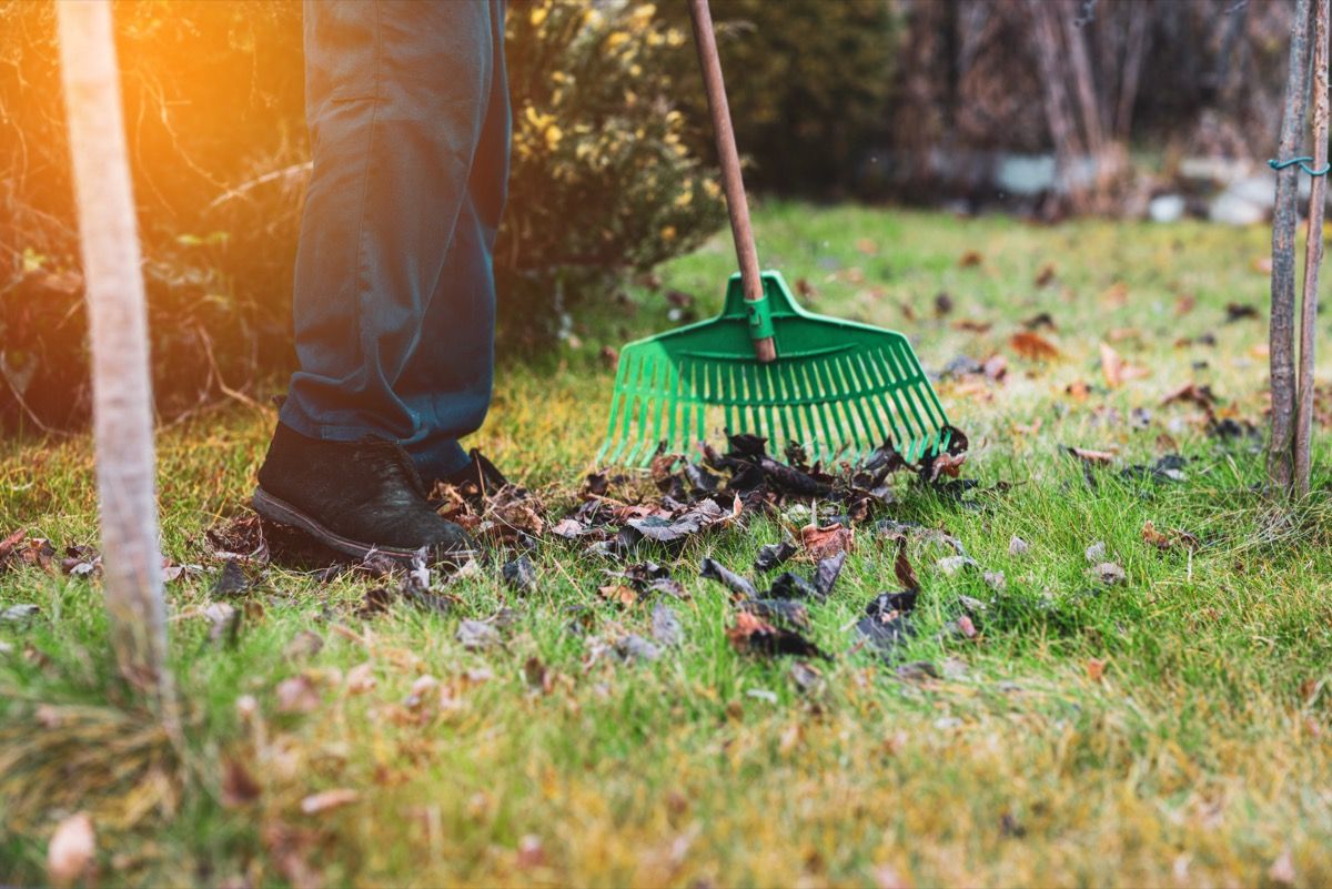 raking leaves on lawn