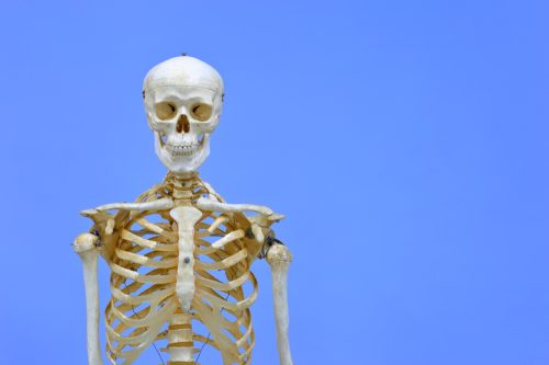 skeleton model in front of blue background