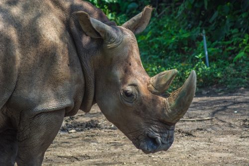 A close-up shot of the rare and endangered Sumatran Rhinoceros Close Up