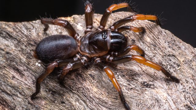 Scientists name new large spider species