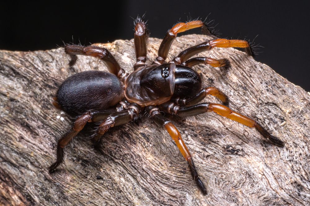 trapdoor spider live