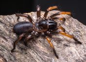 A trapdoor spider sitting on top of a log