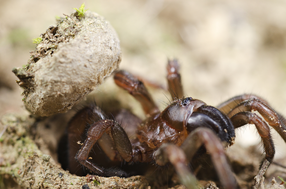 A trapdoor spider coming out of its burrow