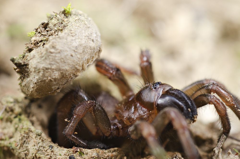 Rare and giant' trapdoor spider species, Euoplos dignitas, discovered in  Brigalow Belt - ABC News