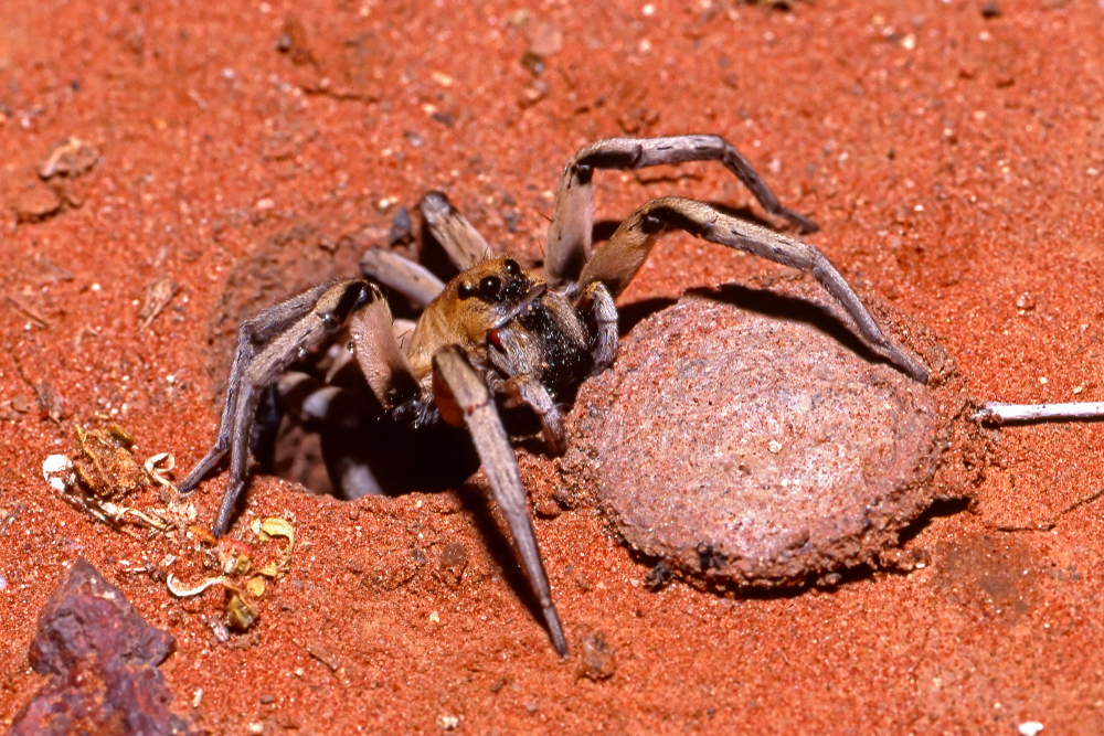 A trapdoor spider sticking out of its burrow