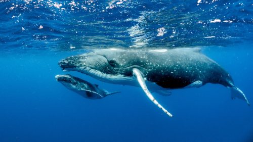 humpback whales swimming in the ocean - mother and baby