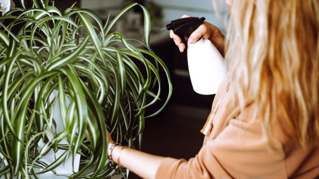 Close up of a woman watering a spider plant with a spray bottle.