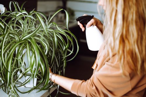 Close up of a woman watering a spider plant with a spray bottle.