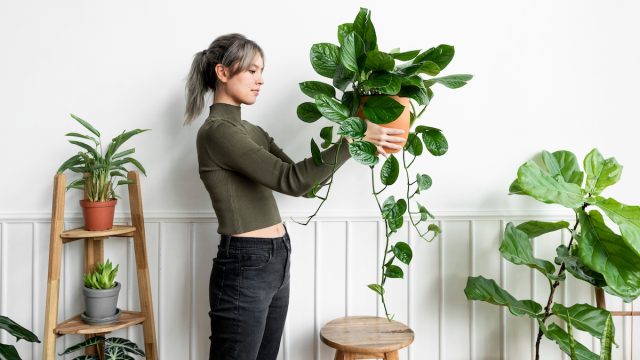 Happy,Woman,Carrying,A,Houseplant