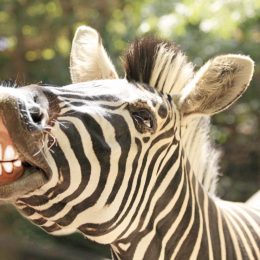 Man Attacked by Raging Zebra in Ohio