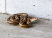 Snake in Garage