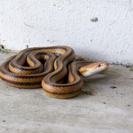 Snake in Garage