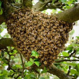 Swarm of Bees in a Tree