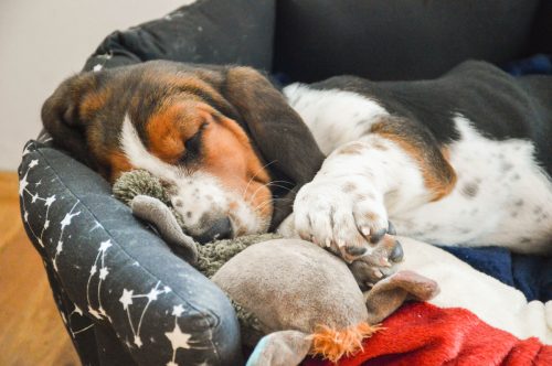 A basset hound puppy sleeping in his dog bed while cuddling a toy