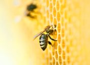 ong trong tổ ong