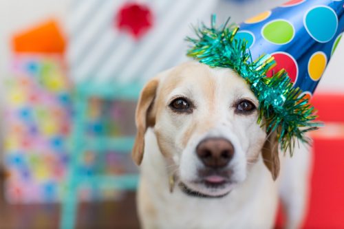yellow lab wearing a birthday party hat