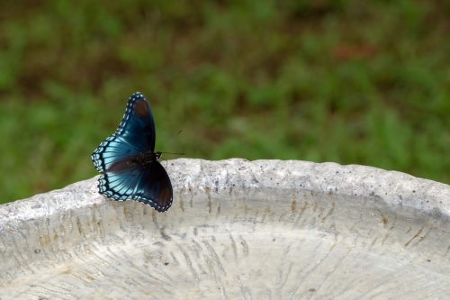 A blue and black butterfly sitting on the edge of a bird bath