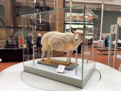 A clone sheep dolly at Edinburgh National History Museum