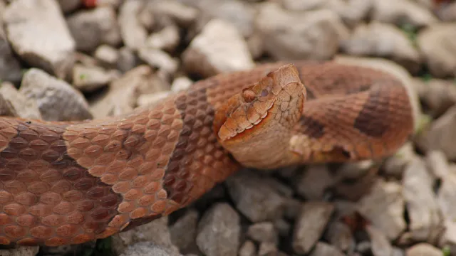 A closeup of a copperhead snake sitting on rocks with its head raised