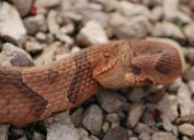 A closeup of a copperhead snake sitting on rocks with its head raised
