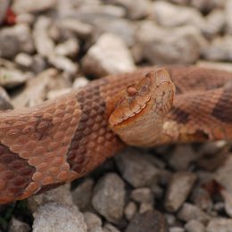 A closeup of a copperhead snake sitting on rocks with its head raised