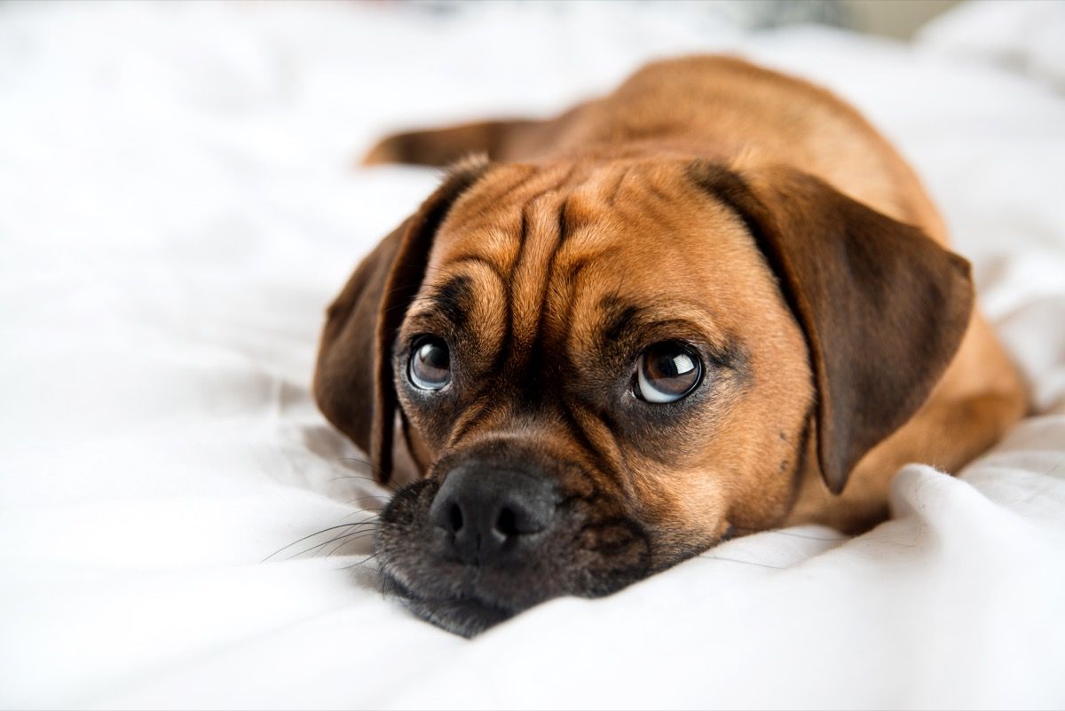 cute puggle sleeping on the bed