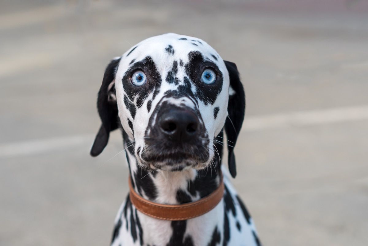 Dalmatian with big blue eyes staring at the camera