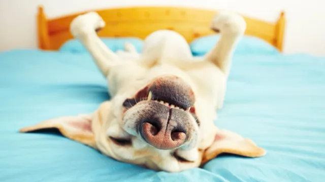 dog laying on his back serving as inspiration for funny dog puns