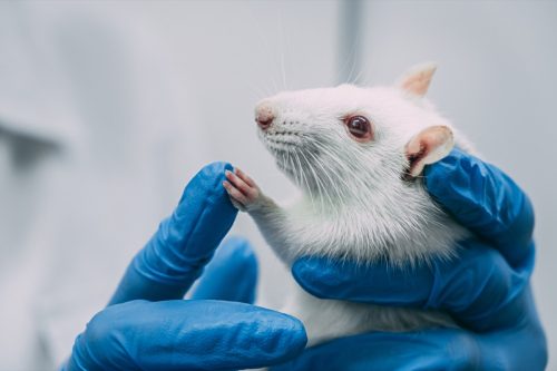 white lab rat