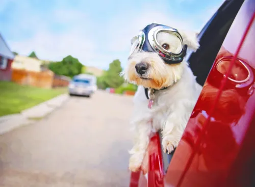 white terrier riding in car with goggles representing funny dog puns