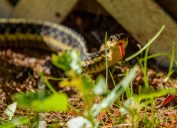 Một con rắn sọc ngồi trong sân