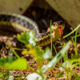 A garter snake sitting in a yard