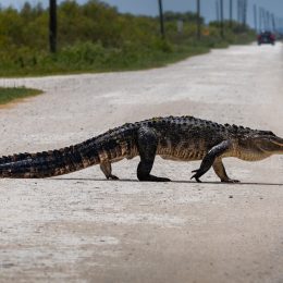 alligator crossing street