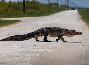 alligator crossing street