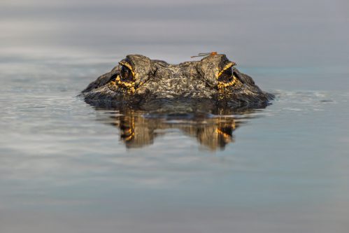 Alligator eyes above water