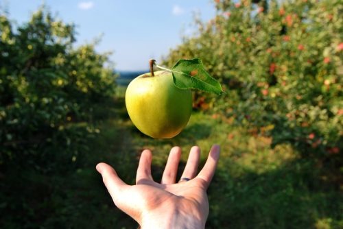 A green apple hovers over a hand in an orchard; gravity concept