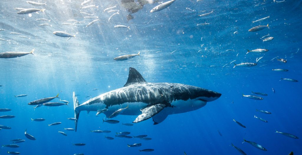 A great white shark swims among fishes in the ocean.