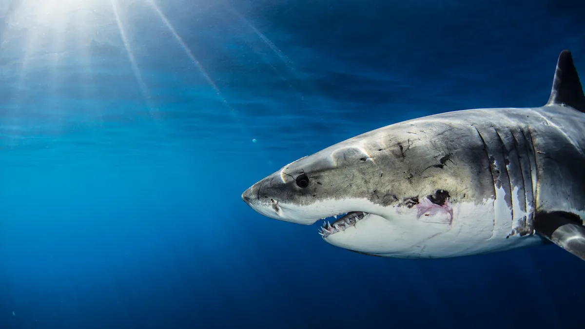 Акулёнок белой акулы. Малек белой акулы. Акула с белыми пятнами. Почему акулы боятся пузырей