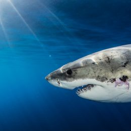 A great white shark under water