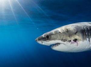 A great white shark under water