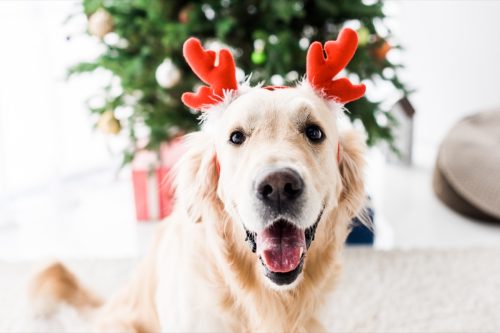 dog with deer horns on in front of christmas tree