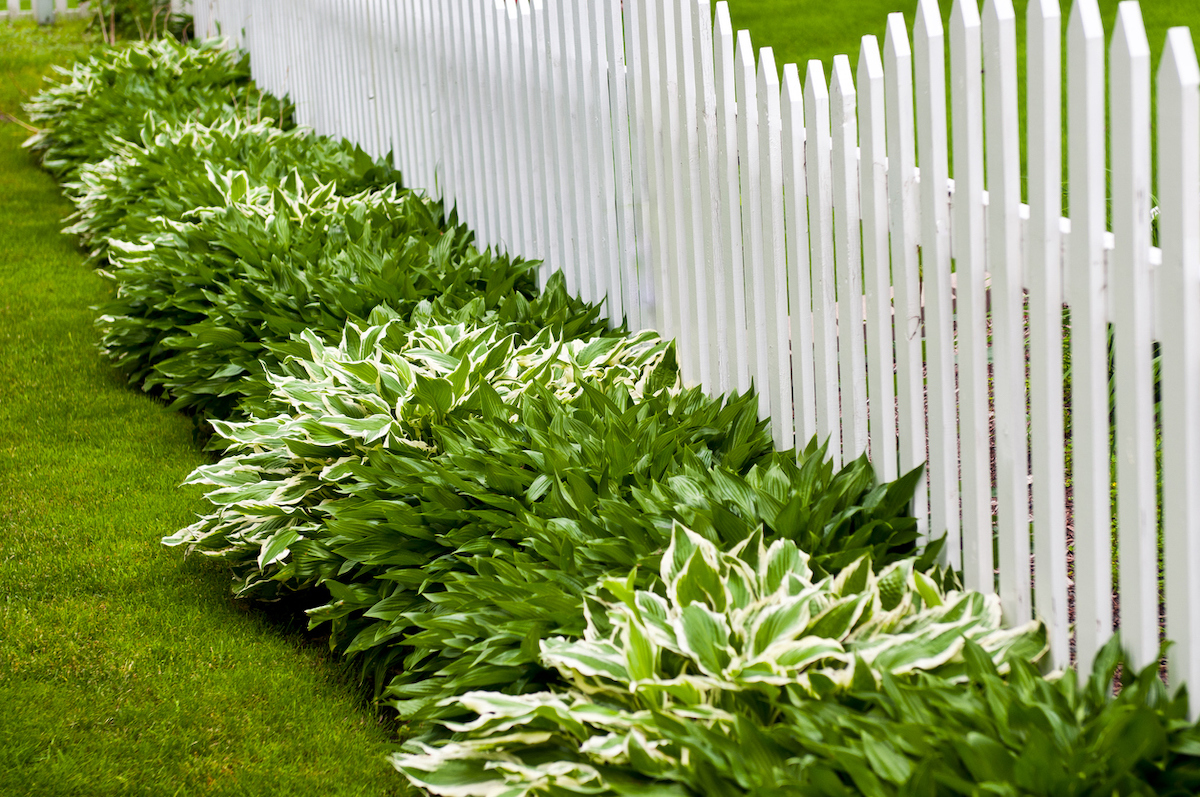 Various colors of hostas planted along a white picket fence