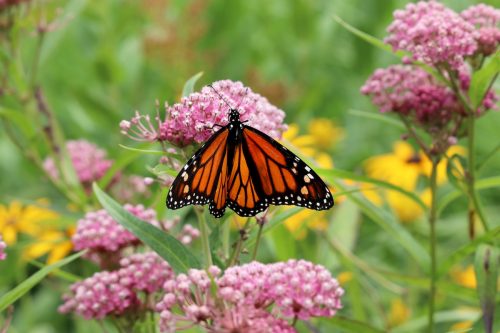 A monarch butterfly on a purple Milkweed plant