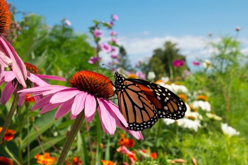 A monarch butterfly amidst a field of colorful wildflowers