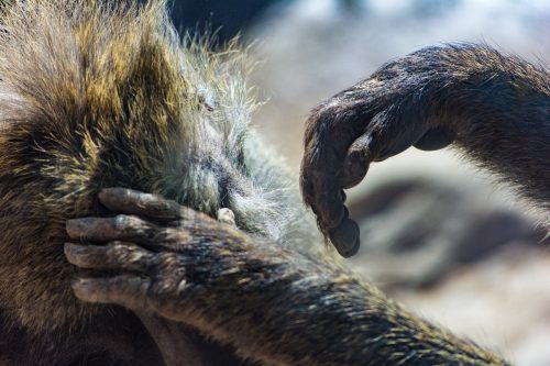 monkey hands