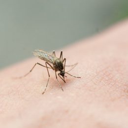 A mosquito drinking blood from someone's hand