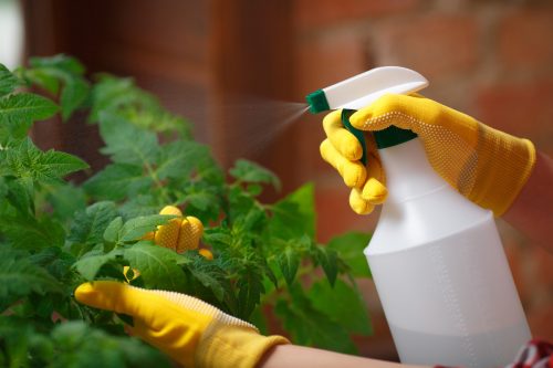 A person wearing a glove sprays a plant.