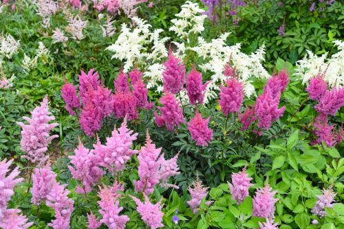 pink and purple astilbes