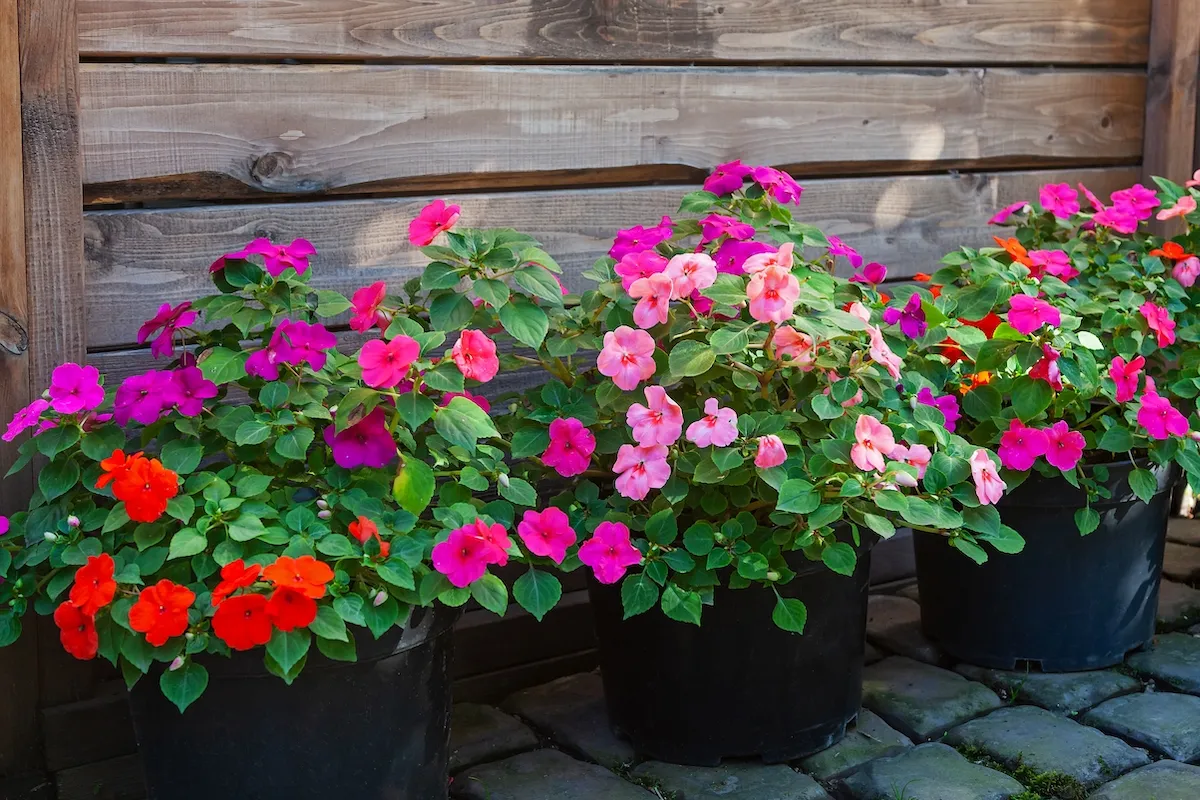 Hot pink, red and purple impatiens in pots against a brown wooden wall.